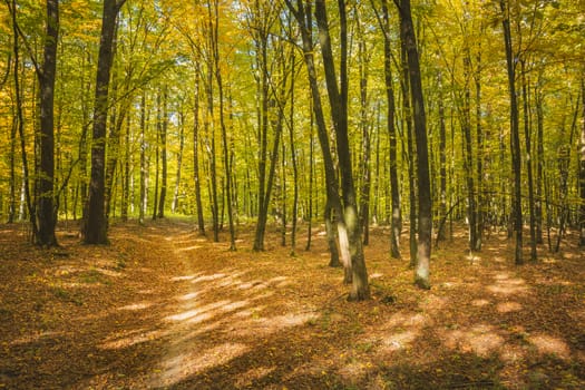 Sunlight and shadows in the autumn forest, October view