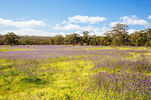 A warm spring day with fields of flowers in Plenty Gorge State Park in northern Melbourne in Victoria, Australia