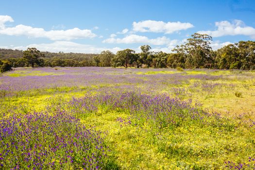 A warm spring day with fields of flowers in Plenty Gorge State Park in northern Melbourne in Victoria, Australia