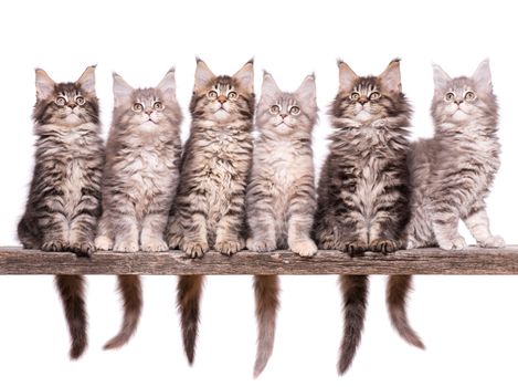 Family group of six fluffy beautiful Maine Coon kittens. Cats isolated on white background. Portrait of beautiful domestic kitty.