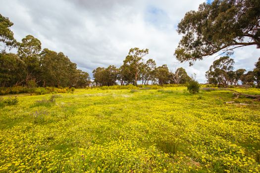 A warm spring day with fields of flowers in Plenty Gorge State Park in northern Melbourne in Victoria, Australia