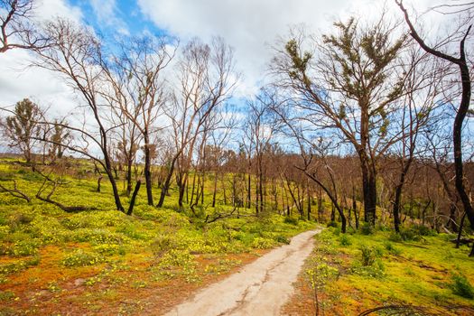 Mountain bike trails in a recovering bush fire area of Plenty Gorge State Park in northern Melbourne in Victoria, Australia