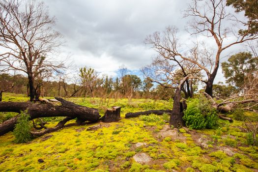 Mountain bike trails in a recovering bush fire area of Plenty Gorge State Park in northern Melbourne in Victoria, Australia