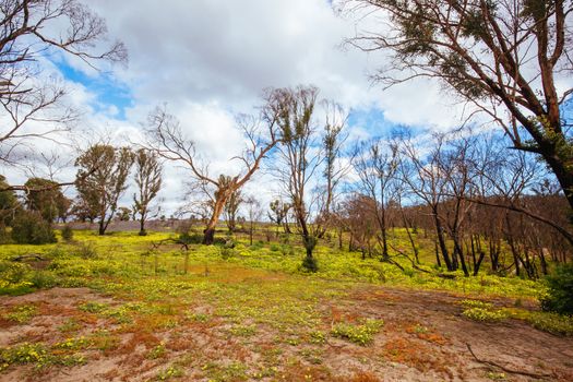 Mountain bike trails in a recovering bush fire area of Plenty Gorge State Park in northern Melbourne in Victoria, Australia
