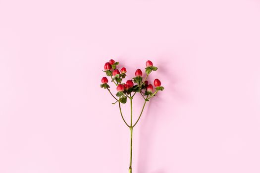 Hypericum perforatum, Red St. John's wort on a pink background, banner, postcard, advertising, homeopathy concept, alternative medicine, red fruit on a branch, background, design, copy space.