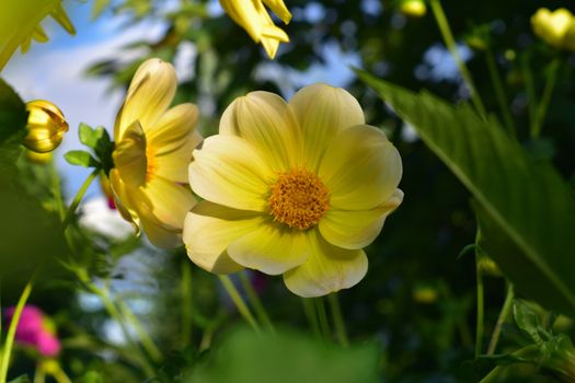 blooming yellow dahlias on a flower bed in the garden