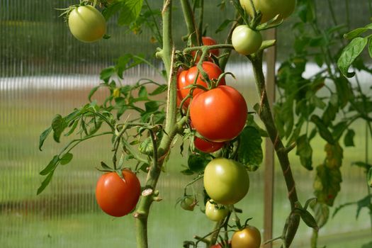 tomatoes ripening red varieties in the greenhouse polycarbonate