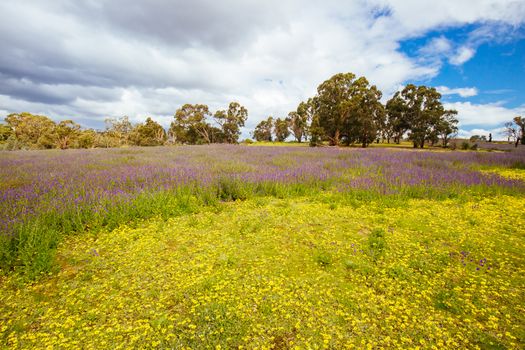 A warm spring day with fields of flowers in Plenty Gorge State Park in northern Melbourne in Victoria, Australia