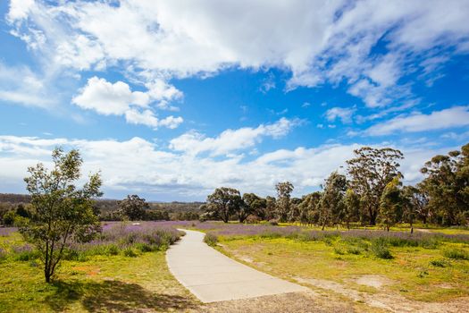 A warm spring day with fields of flowers in Plenty Gorge State Park in northern Melbourne in Victoria, Australia