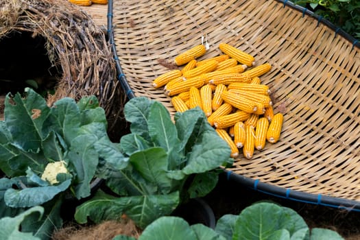 Dry corn in a basket