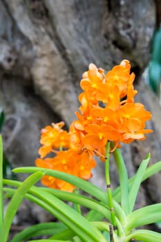 Orange orchids in the garden