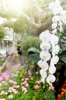 White orchids in the garden