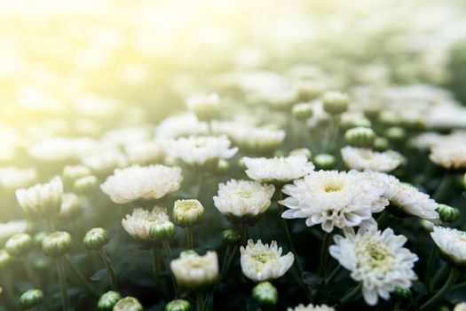 White chrysanthemum in the garden with sunlight