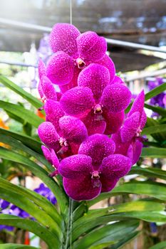 purple vandas orchid in the garden