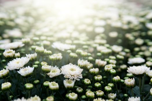 White chrysanthemum in the garden with sunlight