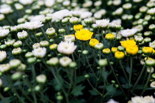 The yellow chrysanthemum is surrounded by white chrysanthemum