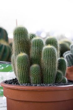 group of cactus in the pot