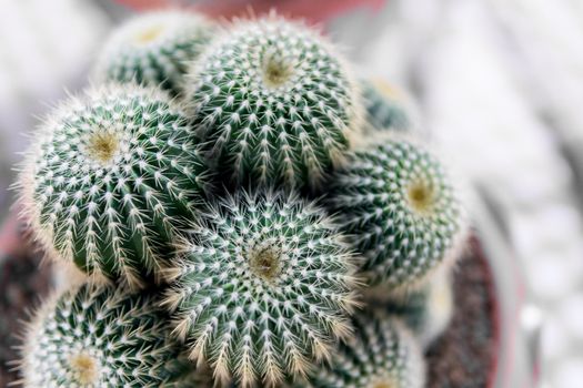 group of cactus in the pot