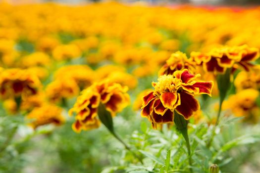 close up Marigold in the garden