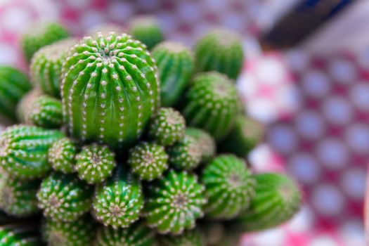 group of cactus in the pot