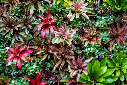 Landscaping using Bromeliad and other plant species