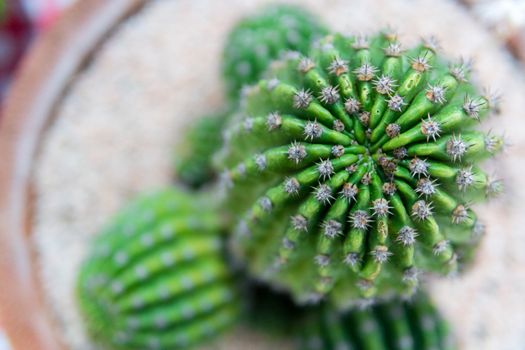 group of cactus in the pot