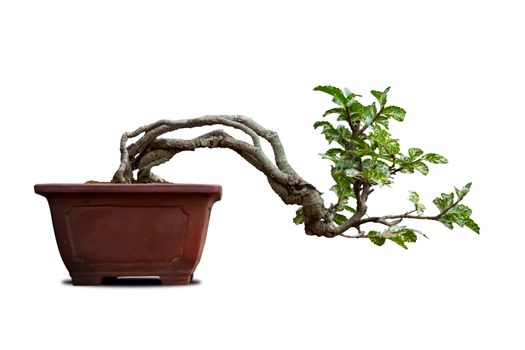 Bonsai tree in pot on a white background