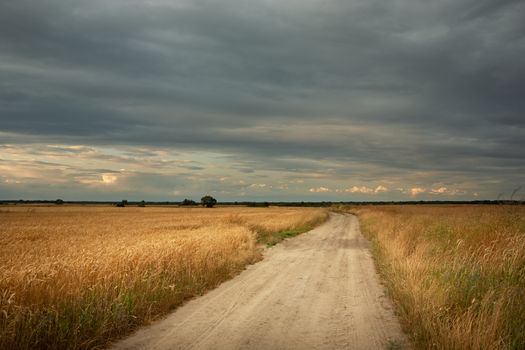 A dirt road through fields with golden grain and a cloudy sky, summer view