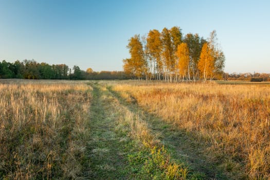 Rural road through pasture and group of autumn trees, October view