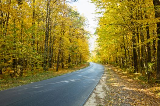 Asphalt road through the autumn yellow forest, October view