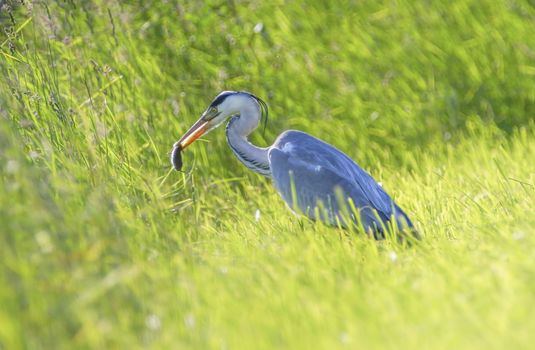 Grey heron, ardea cinerea, eating in the field, Switzerland