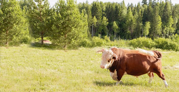 bull. Symbol of 2021. Zodiac sign Taurus. banner. big bull with a ring in its nose, stood majestically in a lush summer meadow, a milk bull grazing in a green meadow. Landscape. Eastern horoscope.