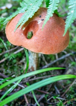 Orange cap of aspen mushroom in the autumn forest
