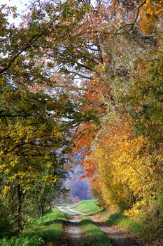 Country dirt road through autumnal colored forest