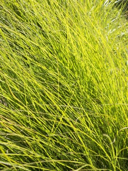 Beautiful green background of long grass blades