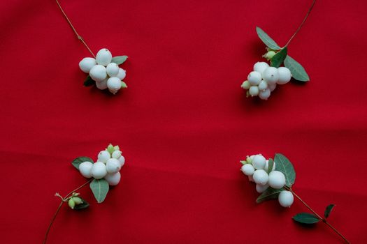 White dogwood berries lie on a red background. The concept of the celebration. Space for your text.