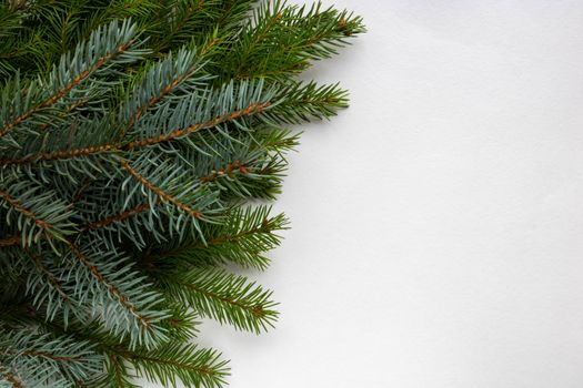 Green and blue spruce branches lie on a white background. Space for your text. New year's concept of Christmas.