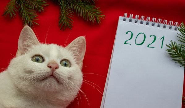 2021 new year.A small white cat lies on a red background next to a Notepad. Concept form for registration of veterinary medicines.