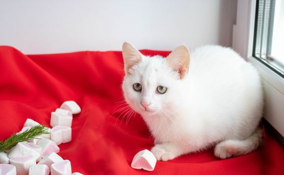 Little white cat on a red background with marshmallow hearts,looking at the camera