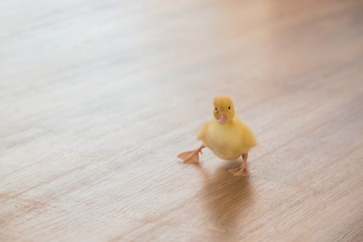 A Small yellow duckling is learning how to walk.