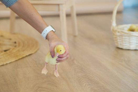 A woman's hand caught a small yellow duckling who escaped from a basket.