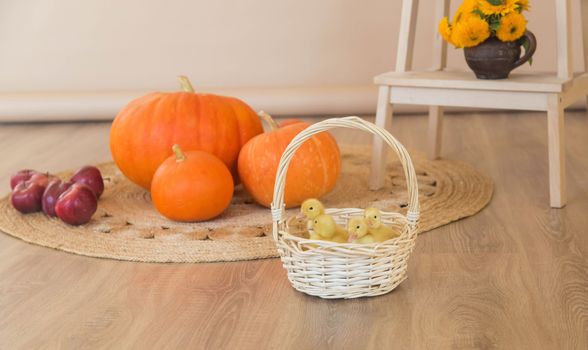 Small yellow ducklings are sitting in a basket in beautiful studio with pumpkin decoration.