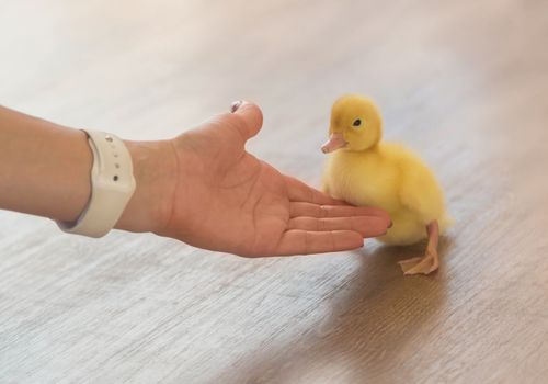 A female hand gently strokes a little yellow duckling.