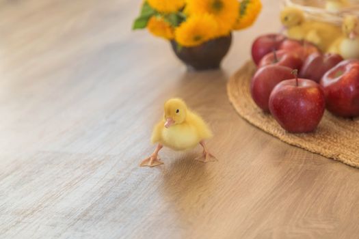 A Small yellow duckling is learning how to walk.