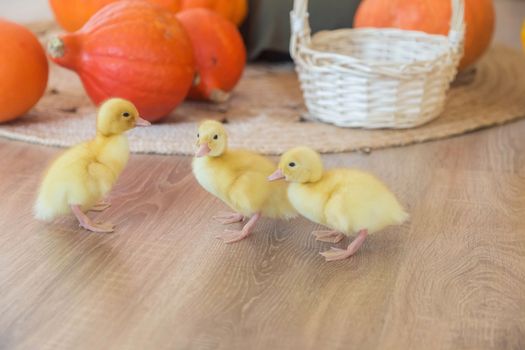 .Three Little yellow ducklings escaped from a basket in the studio against the backdrop of a pumpkin decor for Thanksgiving