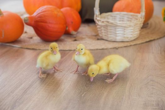 .Three Little yellow ducklings escaped from a basket in the studio against the backdrop of a pumpkin decor for Thanksgiving