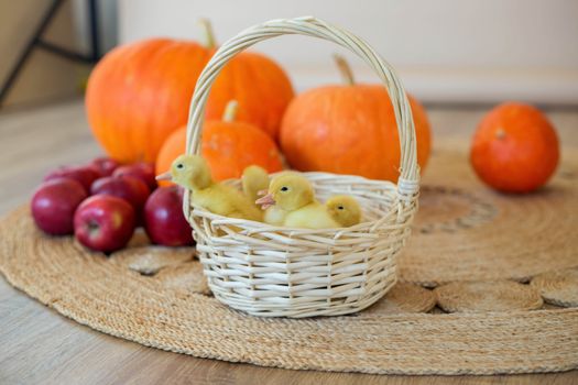 Small yellow ducklings are sitting in a basket in beautiful studio with pumpkin decoration.