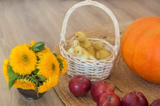 Small yellow ducklings are sitting in a basket in beautiful studio with pumpkin decoration.