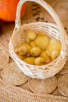 Small yellow ducklings are sitting in a basket in beautiful studio with pumpkin decoration.