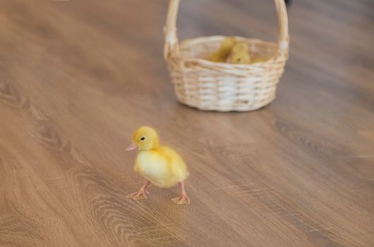 A little duckling ran away from the basket where his brothers and sisters are sitting